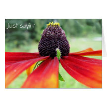 Rubeckia, Just sayin' Greeting Card