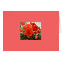 Ruby Begonia Card