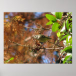 Ruby-crowned Kinglet Eats Print