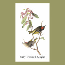 Ruby-crowned Kinglet, John Audubon posters