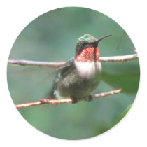 Ruby-throat Flutters Sticker