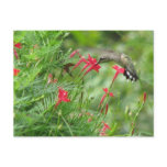 Ruby-throat in Cypress Vine Postcard