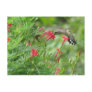 Ruby-throat in Cypress Vine Postcard