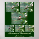 Ruby-throated Hummers of LA Posters