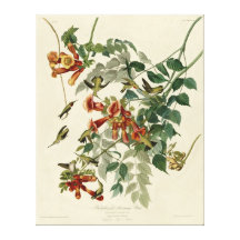 Ruby-throated_Humming_Bird_Audubon Canvas Impressão De Canvas Esticada