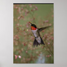 Ruby Throated Humming Bird Posters