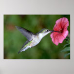 Ruby-throated Hummingbird (female) with petunia Print