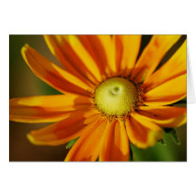 Rudbeckia Bloom Greeting Card