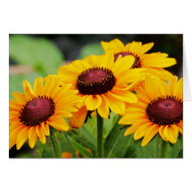 Rudbeckia Blooms Greeting Cards