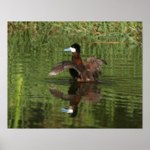 Ruddy Duck Print