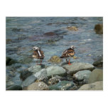 Ruddy Turnstone (Arenaria interpres). Post Cards