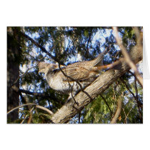 Ruffed Grouse Greeting Card