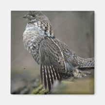 Ruffed grouse drumming magnets