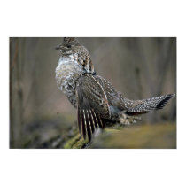 Ruffed grouse drumming posters
