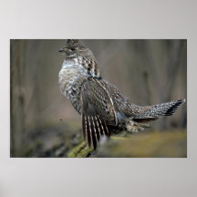 Ruffed grouse drumming posters