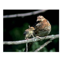 Ruffed grouse, hen and chick on a tree limb postcards