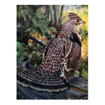Ruffed Grouse in the Forest Post Cards