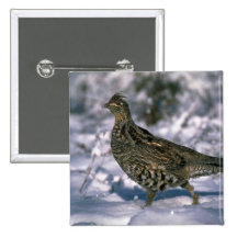 Ruffed grouse standing in snowy woods buttons