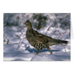 Ruffed grouse standing in snowy woods greeting card