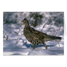 Ruffed grouse standing in snowy woods greeting card