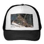 Ruffed grouse standing on a birch log hats