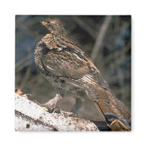 Ruffed grouse standing on a birch log magnets
