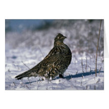 Ruffed grouse standing on snowy ground cards