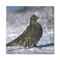 Ruffed grouse standing on snowy ground magnets