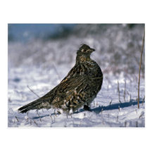 Ruffed grouse standing on snowy ground post cards