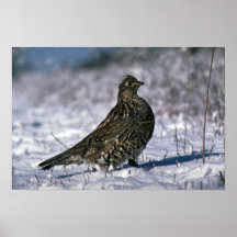 Ruffed grouse standing on snowy ground poster