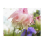 Ruffled Pink Aquilegia (Columbine) postcards