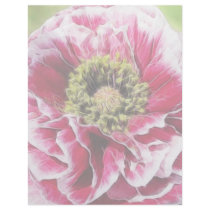 Ruffled Poppy - Rich Rose