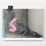 Ruffles the Show Pigeon!