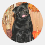 Ruffy - Pug - Photo-7 Sticker