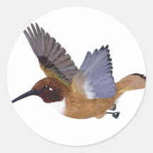 Rufous Hummingbird Male Sticker