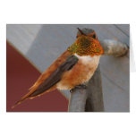 Rufous Hummingbird Notecard