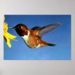 Rufous Hummingbird Poster