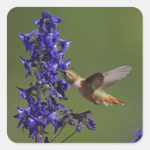 Rufous Hummingbird, Selasphorus rufus, female Square Stickers