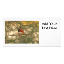 Rufous Hummingbird Sitting Custom Photo Card