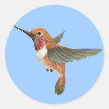Rufous Hummingbird Stickers