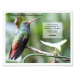 Rufous-tailed Hummingbird Photo Print