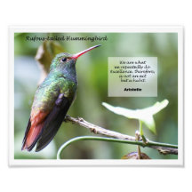 Rufous-tailed Hummingbird Photo Print