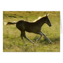 Running Foal Greeting Card