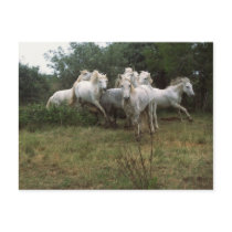 Running Grey Horse Herd Post Cards
