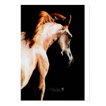 Running horse postcards