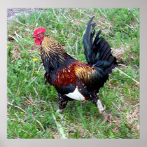 Running Rooster Poster