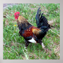 Running Rooster Poster