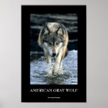 Running Wolf