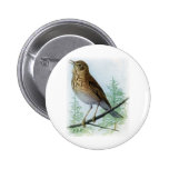 Russet-backed Thrush Pin