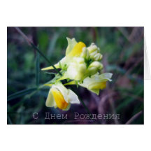 Russian Birthday Card, Linaria